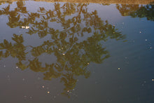 Lataa kuva Galleria-katseluun, Treehugger tilakahvin kuukausitilaus 1 vuodeksi 1kg/kk sis. Oma puu!