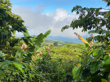 Lataa kuva Galleria-katseluun, Treehugger tilakahvin kuukausitilaus 1 vuodeksi 1kg/kk sis. Oma puu!