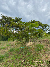Lataa kuva Galleria-katseluun, Treehugger tilakahvin kuukausitilaus 1 vuodeksi 1kg/kk sis. Oma puu!