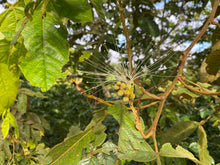 Lataa kuva Galleria-katseluun, Treehugger tilakahvin kuukausitilaus 1 vuodeksi 1kg/kk sis. Oma puu!