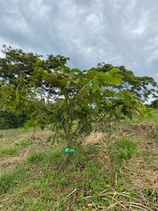 Treehugger tilakahvin kuukausitilaus 1 vuodeksi 1kg/kk sis. Oma puu!